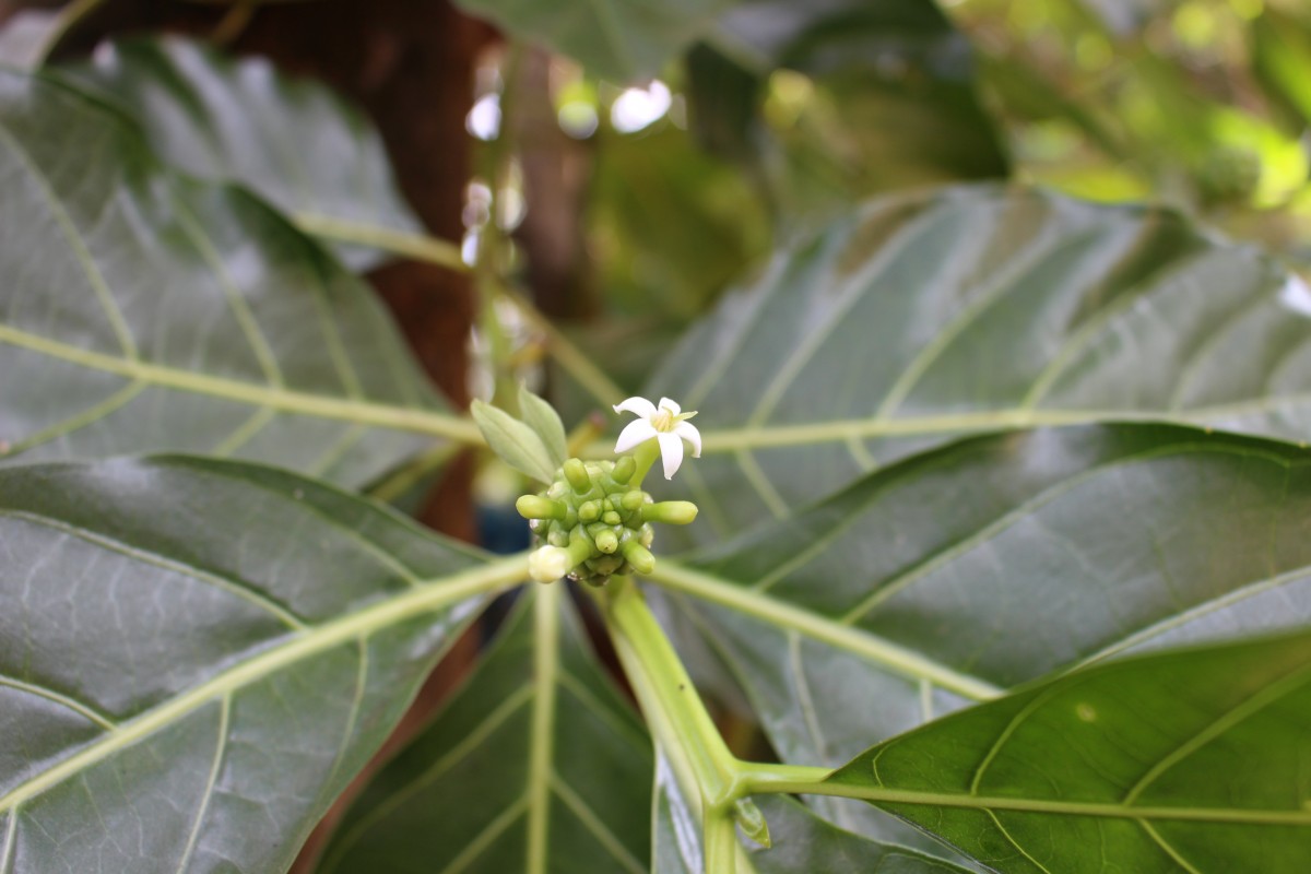 Morinda citrifolia L.